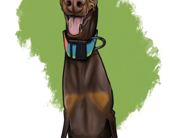 Doberman Pinscher 