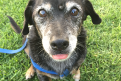 Request Quote: Leticia's Lead Walks - Dog Walking Service - Bakersfield, CA