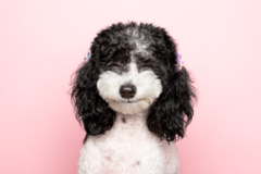 Request Quote: Marshie's Roar Pet Photography LLC - Prospect, KY