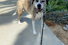 Request Quote:  Jessica Rosas - Pro Dog Walker and Pet Sitter - Vista, CA