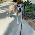  Jessica Rosas - Pro Dog Walker and Pet Sitter - Vista, CA