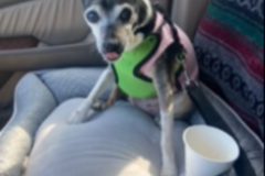Request Quote: Jessica Rosas - Pet Taxi and Pet Transportation Services - Vista, CA