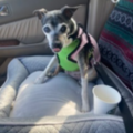 Jessica Rosas - Pet Taxi and Pet Transportation Services - Vista, CA