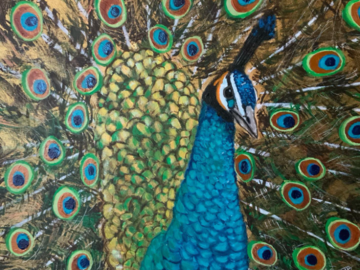 Peacock (Acrylic)