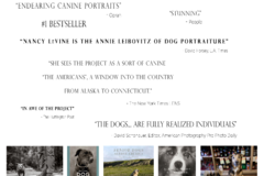 Request Quote: Nancy LeVine Pet Photography - New York, NY