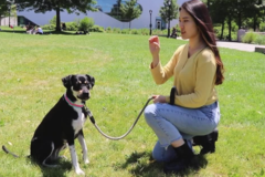 Request Quote: Trick-N-Treat In Home Private Dog Training - Long Island City, NY