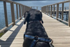 Request Quote: Maddie Jacks Dog Sitting - East Providence, RI