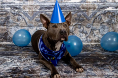 Request Quote: Creekside Images - Pet Photography - Pinckneyville, IL
