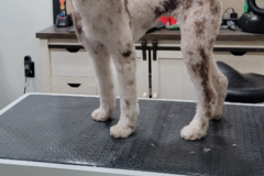 Request Quote: A Cut Above Pet Grooming - Dog Grooming Service - Plant City, FL