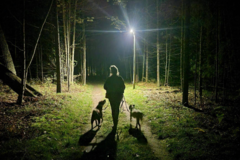 Request Quote: Pup & Co Muskegon - Mobile Positive Dog Training  - Muskegon, MI