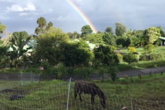 Request Quote: Cathy Chandler - Pooper Scooper - Pet Waste Removal - Abilene, TX