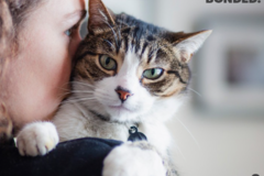 Request Quote: Fetch! Pet Care of Loveland - In Home Pet Sitting - Loveland, OH