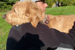 Request Quote: Concentric Canine Physical Therapy and Dog Massage - Stow, MA