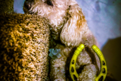 Request Quote: Belefant - Pet Photographer - Portland, OR