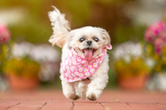 Request Quote: Holly Hildreth Photography - Pet Photographer - New Albany, OH