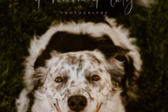 Request Quote: Fluty Photography - Pet Photographer - Reno, NV