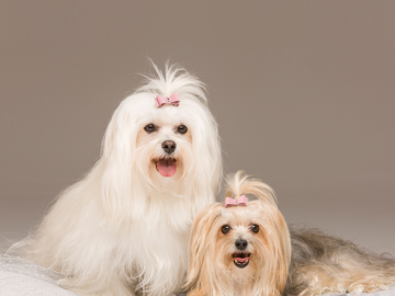 Maltese Dogs Formal Portrait