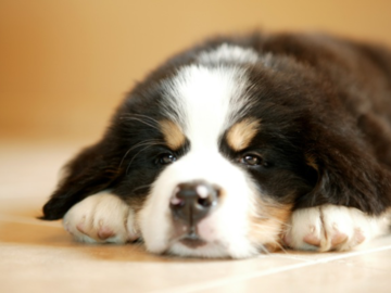 Berner pup