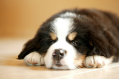 Request Quote: Papadakis Photography - Illinois Pet Photographer  - South Barrington, IL