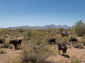 RANCH OWNER WITH HIS CATTLE