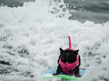 Iza - Surf-a-thon