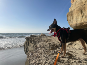 Min Pin at the beach