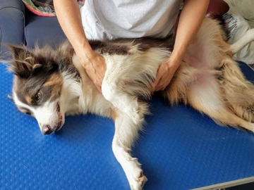 Canine Myofunctional Therapy (Dog Massage) 
