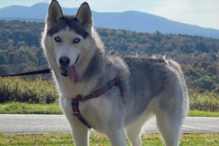 Request Quote: Prevo Private Dog Training - Brooklyn, NY