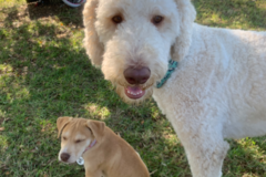 Request Quote: Furry Friends Family Farm - Doggy Day Care - Fuquay-Varina, NC