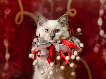 Christmas Cat Photo Doggy Day Care