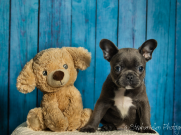 In home puppy studio style shoot