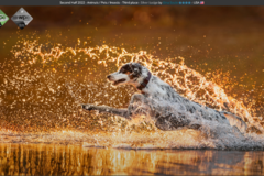 Request Quote: Gina Soule Photo - Pet Photographer - CUMBERLND CTR, ME