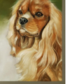 Katrina Pet Pawtraits - South Carolina Portrait Artist  - Nationwide