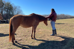 Request Quote: Howling Om - A Touch of Healing Animal Reiki Care - Nationwide