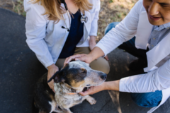 Request Quote: CodaPet At Home Pet Euthanasia - Oklahoma City, OK