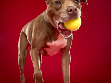 Dog with tennis ball on a red background by Paw Print Studio Sara Huber