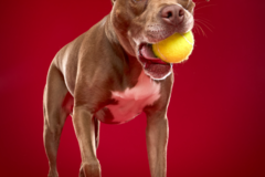 Request Quote: Paw Print Studio - Dog Photography Studio in Connecticut - West Hartford, CT