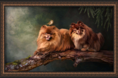Request Quote: Gertz Gallery - Fine Art Animal Portraiture Photography - Middletown, OH