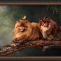 Gertz Gallery - Fine Art Animal Portraiture Photography - Middletown, OH