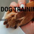 Mel’s Private Dog Training  - Calgary, ABTZY