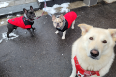 Request Quote: Trickz and Treatz Pet Services - Dog Walking Care - North York, ONMLG