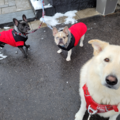 Trickz and Treatz Pet Services - Dog Walking Care - North York, ONMLG