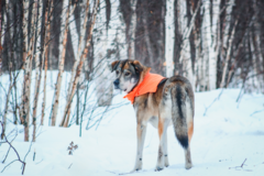 Request Quote: Paws In The Dirt - Private In Home Dog Training - Burlington, ONLRB