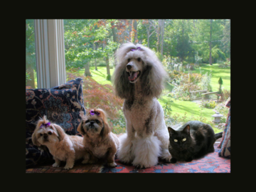 Group photo, two shih tzus, standard poodle and black cat (cat photoshopped in)