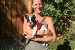 Request Quote: Denver Woof Pack - Professional Dog Walking Service - Denver, CO