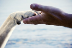 Request Quote: Pet Loss Grief Counseling Resource Center - Nationwide