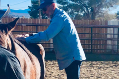 Request Quote: Healing Hands Equine and Animal Chiropractic Care - Kingman, AZ
