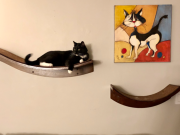Franky on a cat shelf in my home