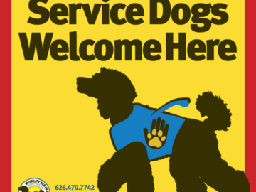 A brown standard Poodle Service Dog  in blue vest on yellow backround with
