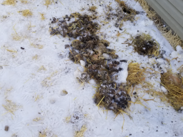 #scooppatrol pet waste removal